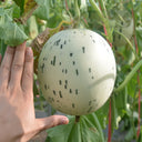 Meteor Silver Jade Melon Seeds, 20 Seeds
