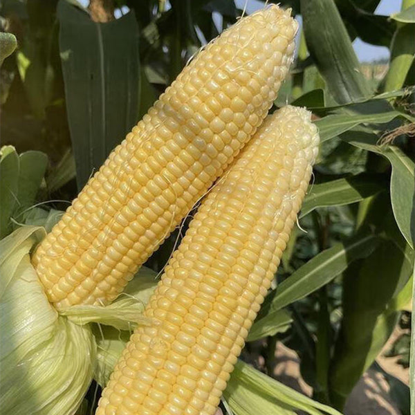 Zhongnong Tian No.488 Super Sweet Fruit Corn, 50 Seeds