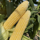 Zhongnong Tian No.488 Super Sweet Fruit Corn, 50 Seeds