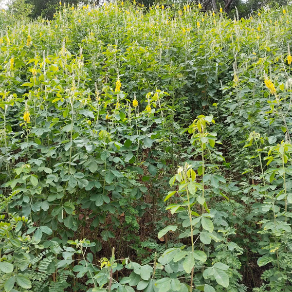 Sunn Hemp, 2000 Seeds