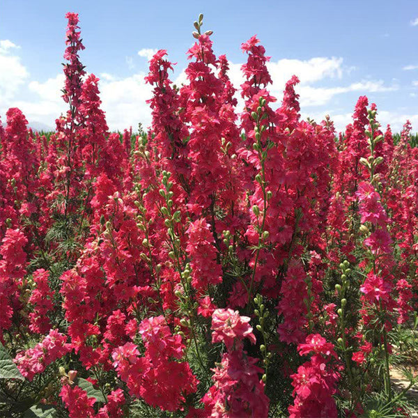 Red Rocket Larkspur, 500 Seeds