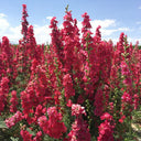 Red Rocket Larkspur, 500 Seeds