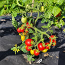 553 Little Heartbreaker Tomato, 5 Seeds