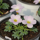Oxalis flava Series Bulb - 'Pink Form', 5 Bulbs
