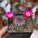 Sulcorebutia rauschii Live Cactus, 2-3cm