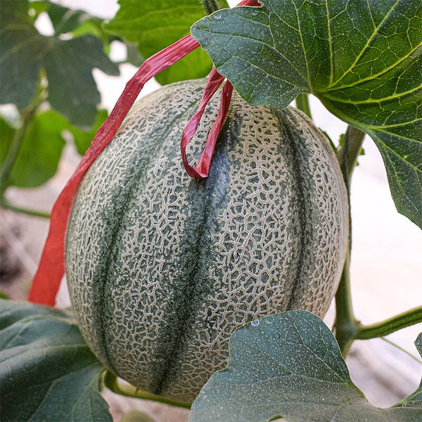 No.8 Red Cantaloupe Hybrid, 50 Seeds