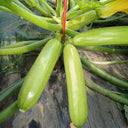 Zaoqing Zucchini Seeds,5g Per Bag