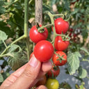 'Zhongying 2478' Cherry Tomato, 100 Seeds