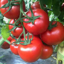 Belia Tomato Seeds, 30 Seeds