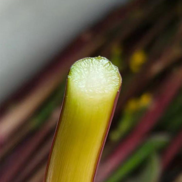 Xiaoye Hongcaitai Seeds, 10g