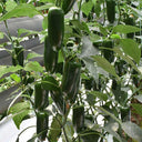 Jintai Hongjiao Chili Seeds, 1g