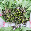 Red-Stemmed Chinese Kale Seeds, 10g