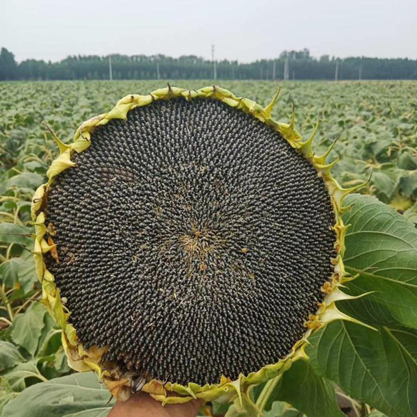 Short-stemmed Oil Sunflower Seeds, 20g
