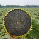 Short-stemmed Oil Sunflower Seeds, 20g