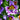 Poor man's Orchid (Schizanthus pinnatus) Seeds, 200 Seeds