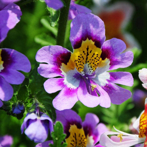 Poor man's Orchid (Schizanthus pinnatus) Seeds, 200 Seeds