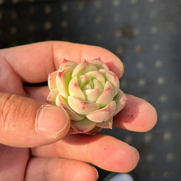 Echeveria 'Blue Light', 3pcs x 1-head