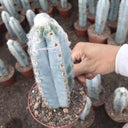 Pilosocereus azureus, 9-10cm