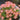 Oxalis 'Cretaceous', 1 Bulb