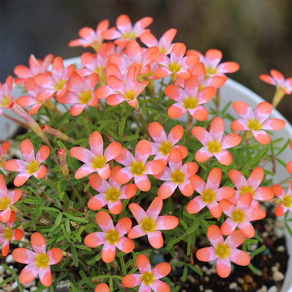 Oxalis 'Cretaceous', 1 Bulb
