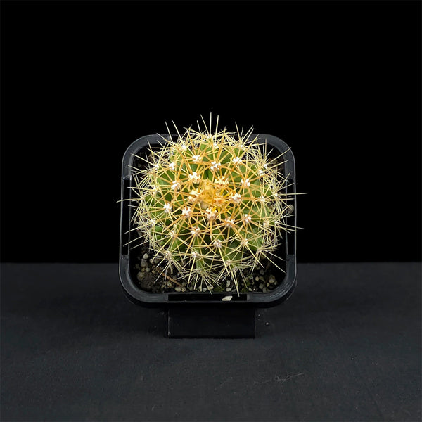 Ferocactus schwarzii, 3-4cm