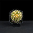 Ferocactus schwarzii, 3-4cm