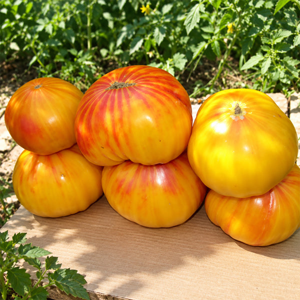 491 Minze Zitrone Tomato, 5 Seeds