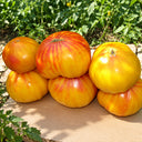 491 Minze Zitrone Tomato, 5 Seeds