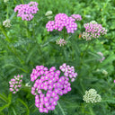 Pink Yarrow, 500 Seeds