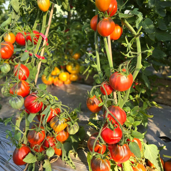 928 Happiness Bag Tomato, 5 Seeds