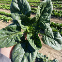 Ground-hugging Spinach Seeds, 10g