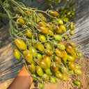 Crazy Gu Yuelin F4 Tomato, 5 Seeds
