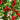 Mixed Color Fruit Pepper, 80 Seeds