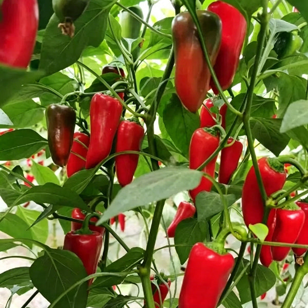Mixed Color Fruit Pepper, 80 Seeds
