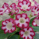 Gloxinia, 50 Seeds (Mixed 10+ Varieties)