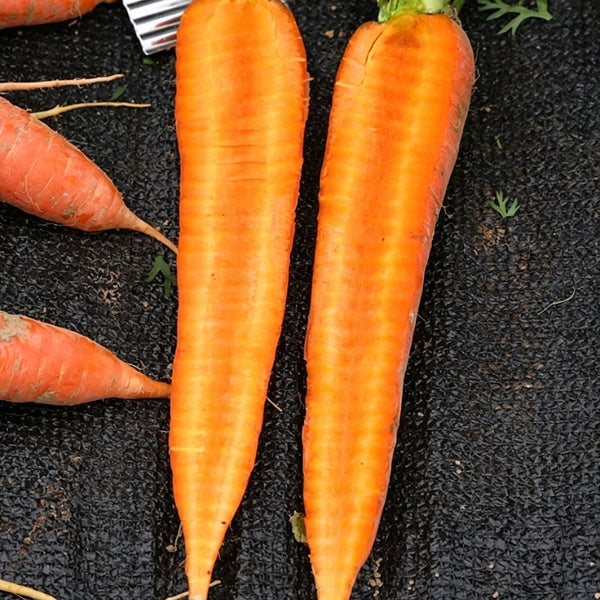 'Huangjian No.1' Carrot Seeds, 10g