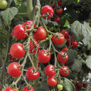 Pink Peach Tomato, 20 Seeds