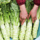 Heat-Resistant No.1 Stem Lettuce Seeds, 10g