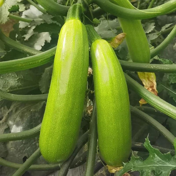 'Yalimei' Zucchini, 30 Seeds