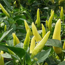 Xiaomila Chili Seeds, 20 Seeds