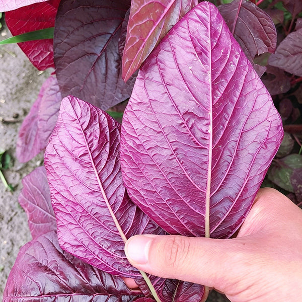 All-Red Round-Leaf Amaranth Seeds, 10g