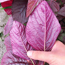 All-Red Round-Leaf Amaranth Seeds, 10g