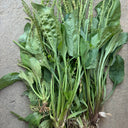 Common Plantain Seeds, 1 gram ≈ 1500 Seeds