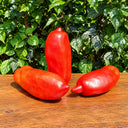 510 Hog Heart Tomato, 5 Seeds