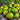263 Variegated Green Banana Tomato, 5 Seeds