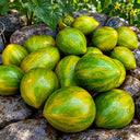 263 Variegated Green Banana Tomato, 5 Seeds