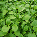 Tender Baby Bok Choy Seeds, 50g