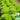 Glass Lettuce, 2000 Seeds