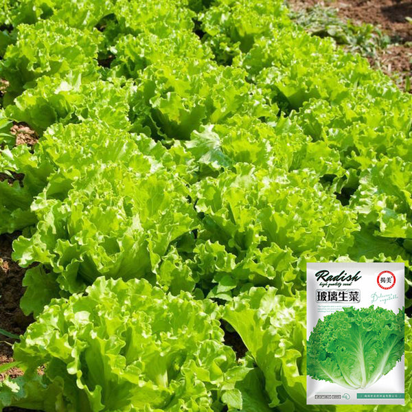 Glass Lettuce, 2000 Seeds