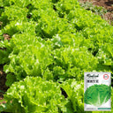 Glass Lettuce, 2000 Seeds